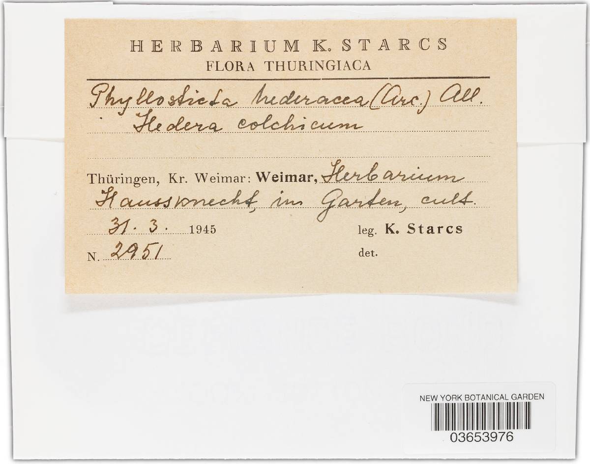 Phyllosticta hederacea image