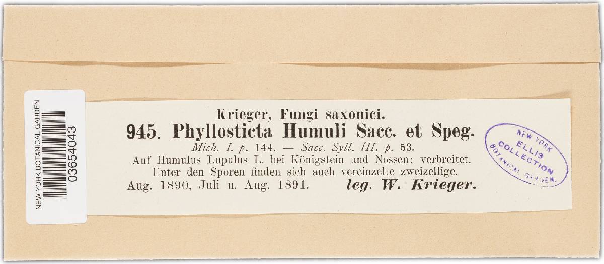 Phyllosticta humuli image