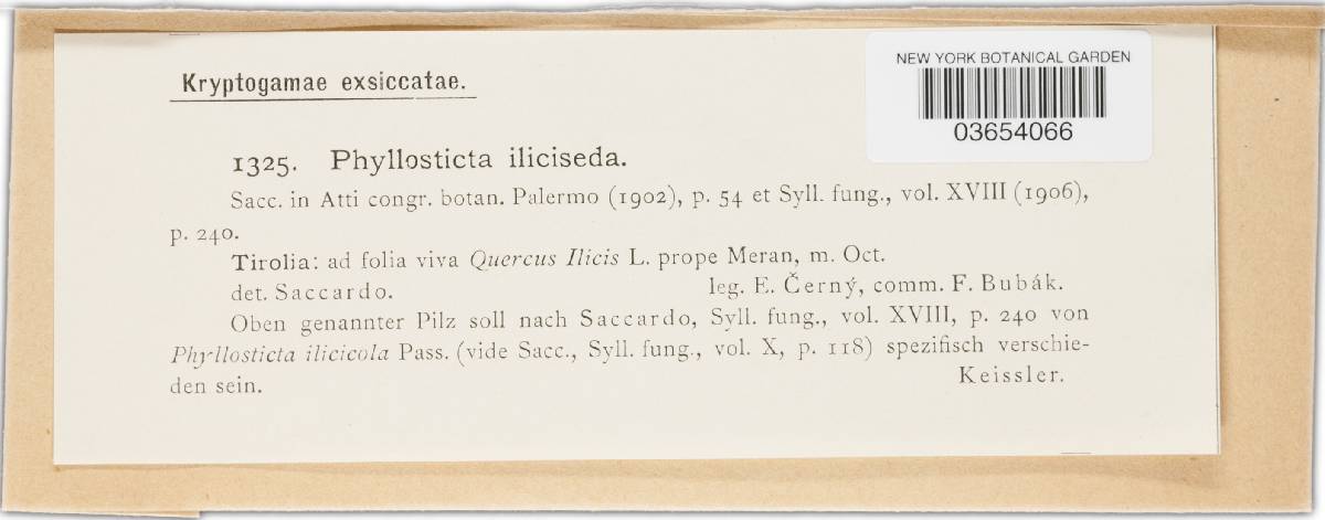 Phyllosticta iliciseda image