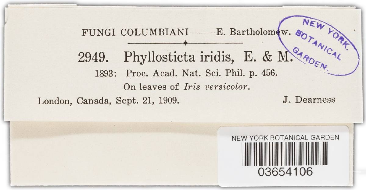 Phyllosticta iridis image