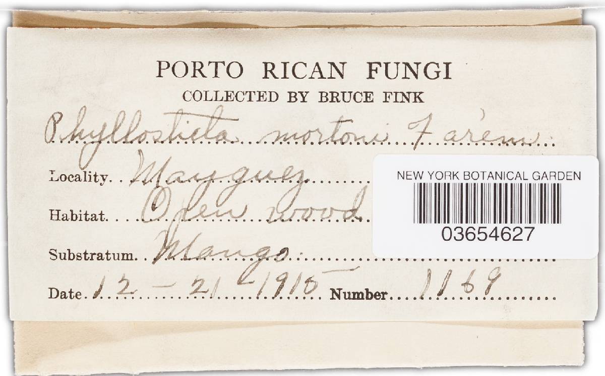 Phyllosticta mortoni image