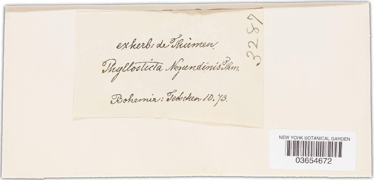 Phyllosticta negundinis image