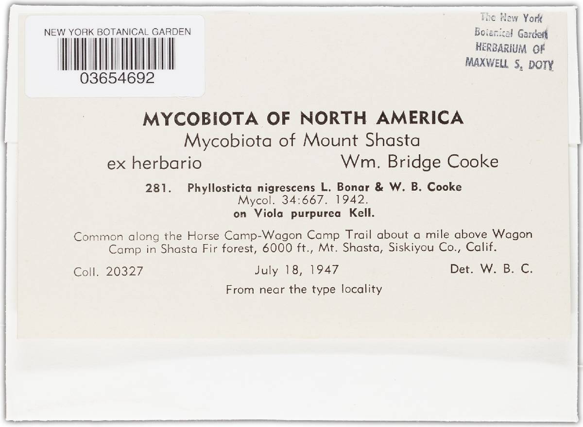 Phyllosticta nigrescens image