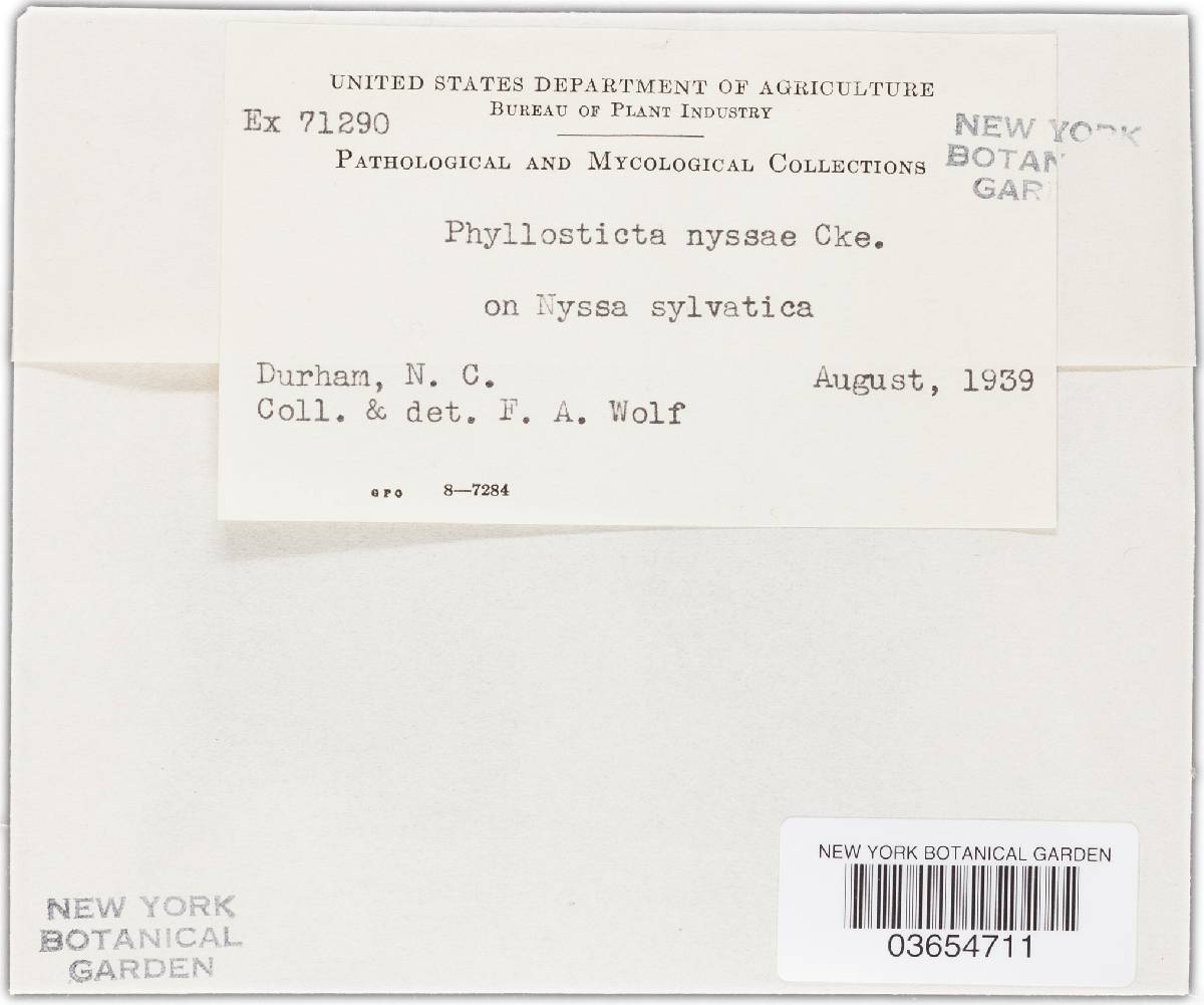 Phyllosticta nyssae image