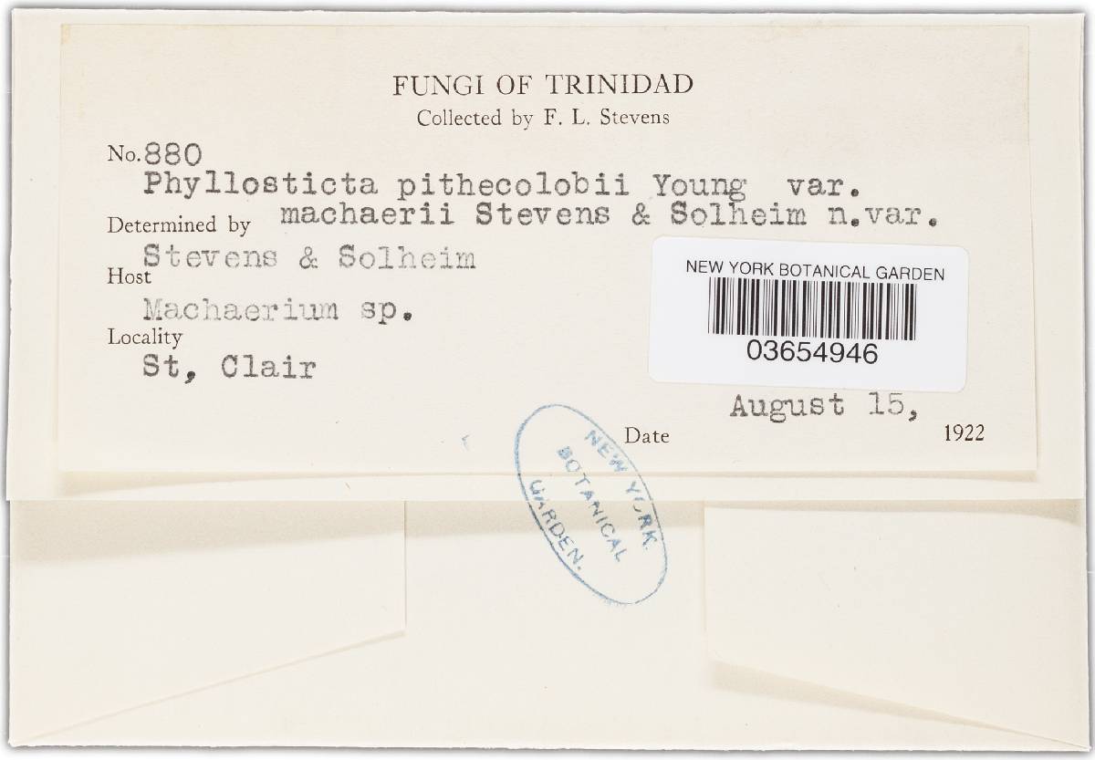 Phyllosticta pithecolobii image