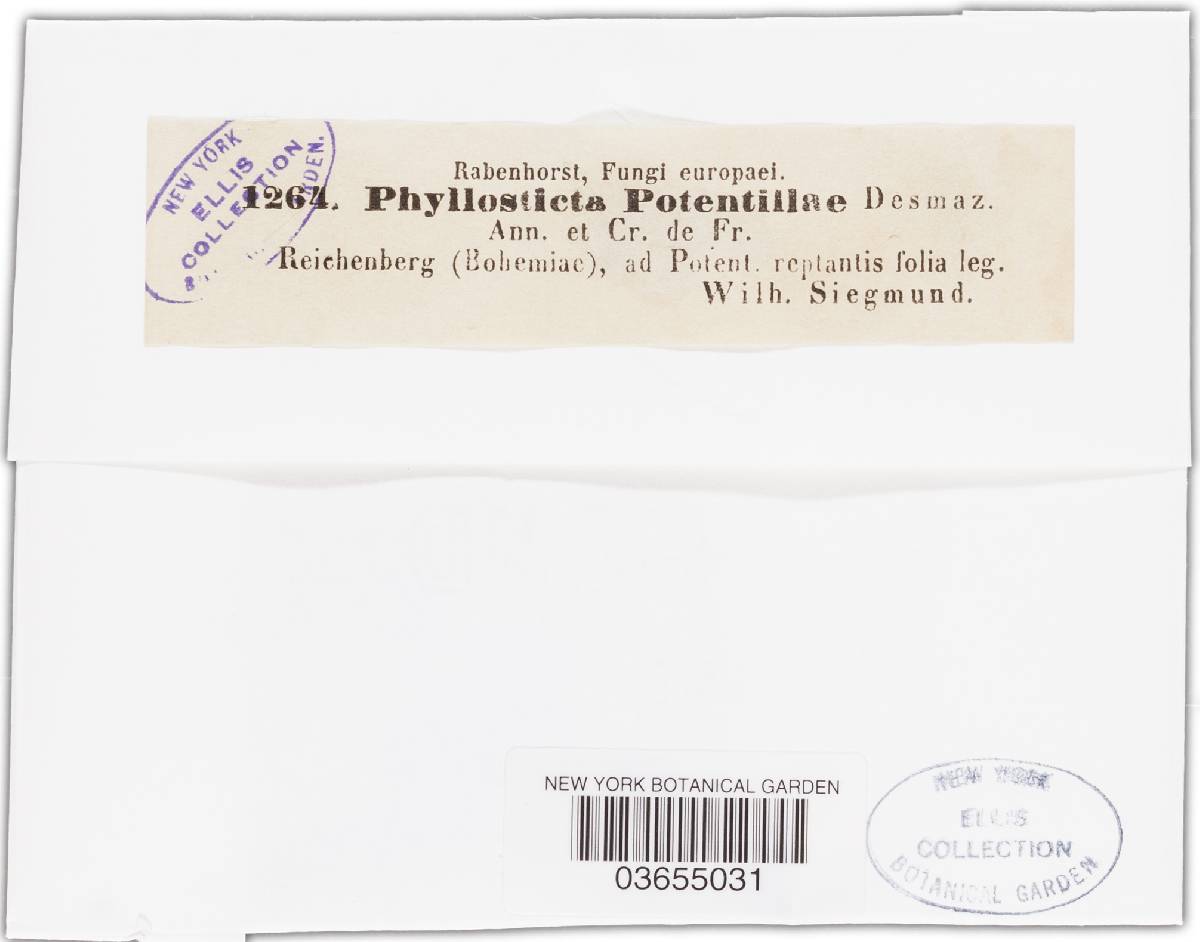 Diplocarpon image