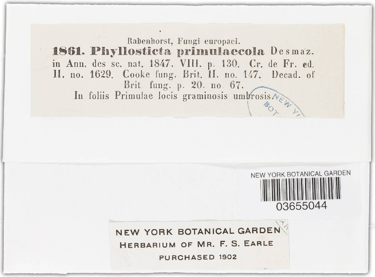 Phyllosticta primulicola image