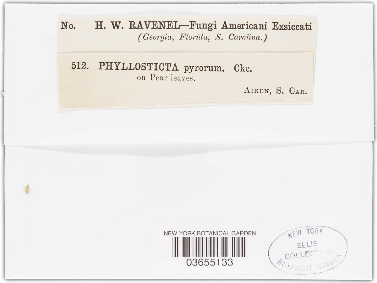 Phyllosticta pyrorum image