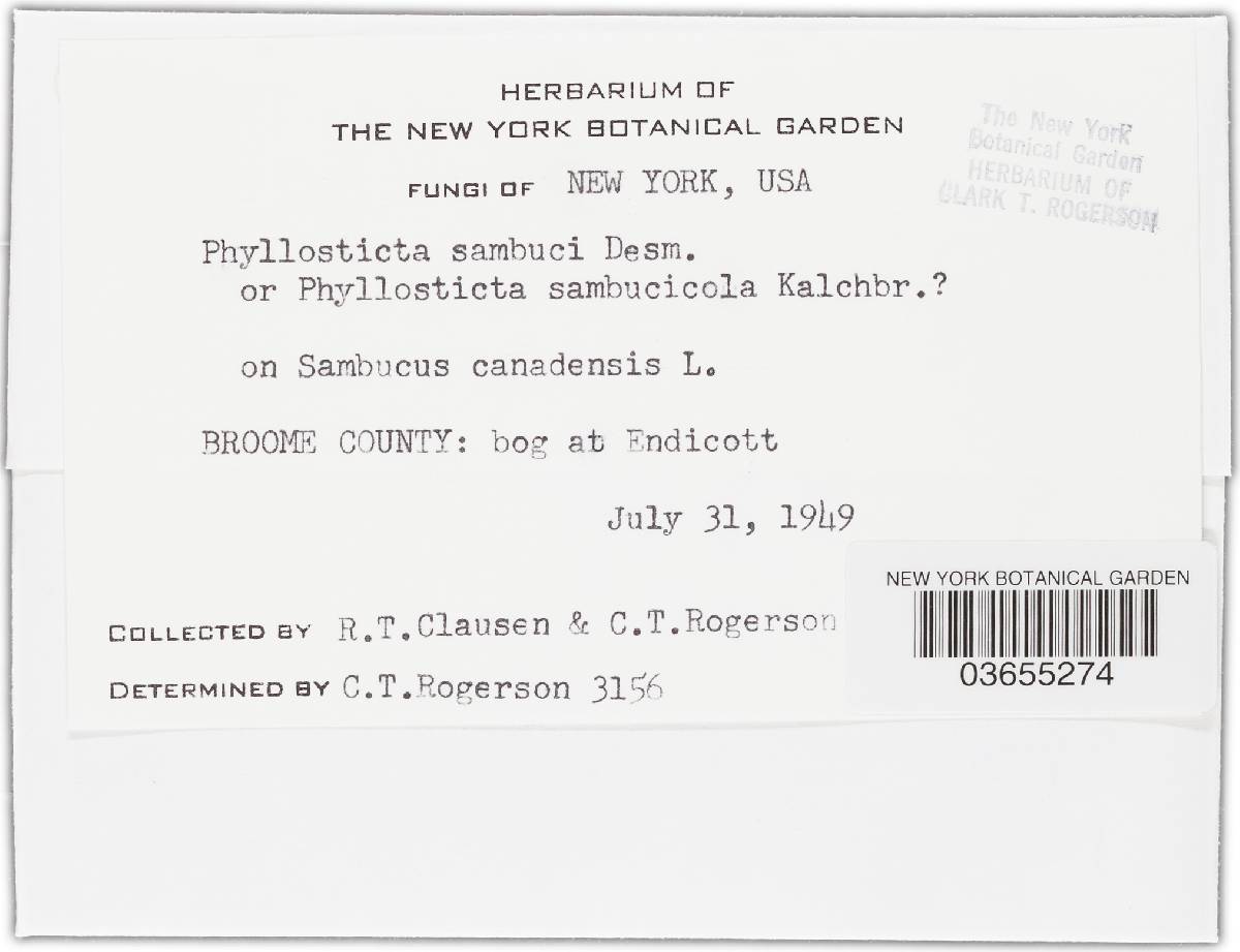 Boeremia exigua var. exigua image