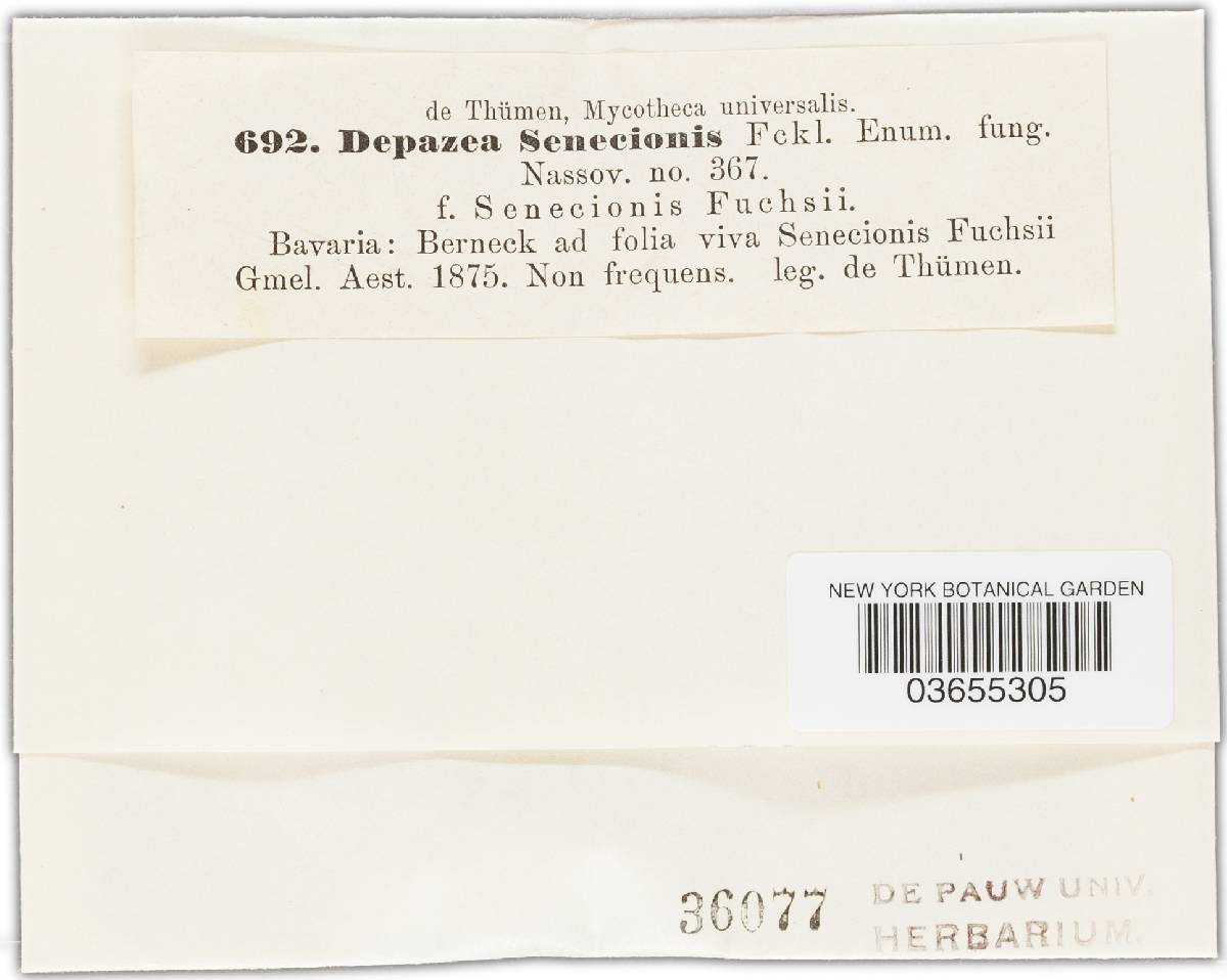 Phyllosticta senecionis-cordati image