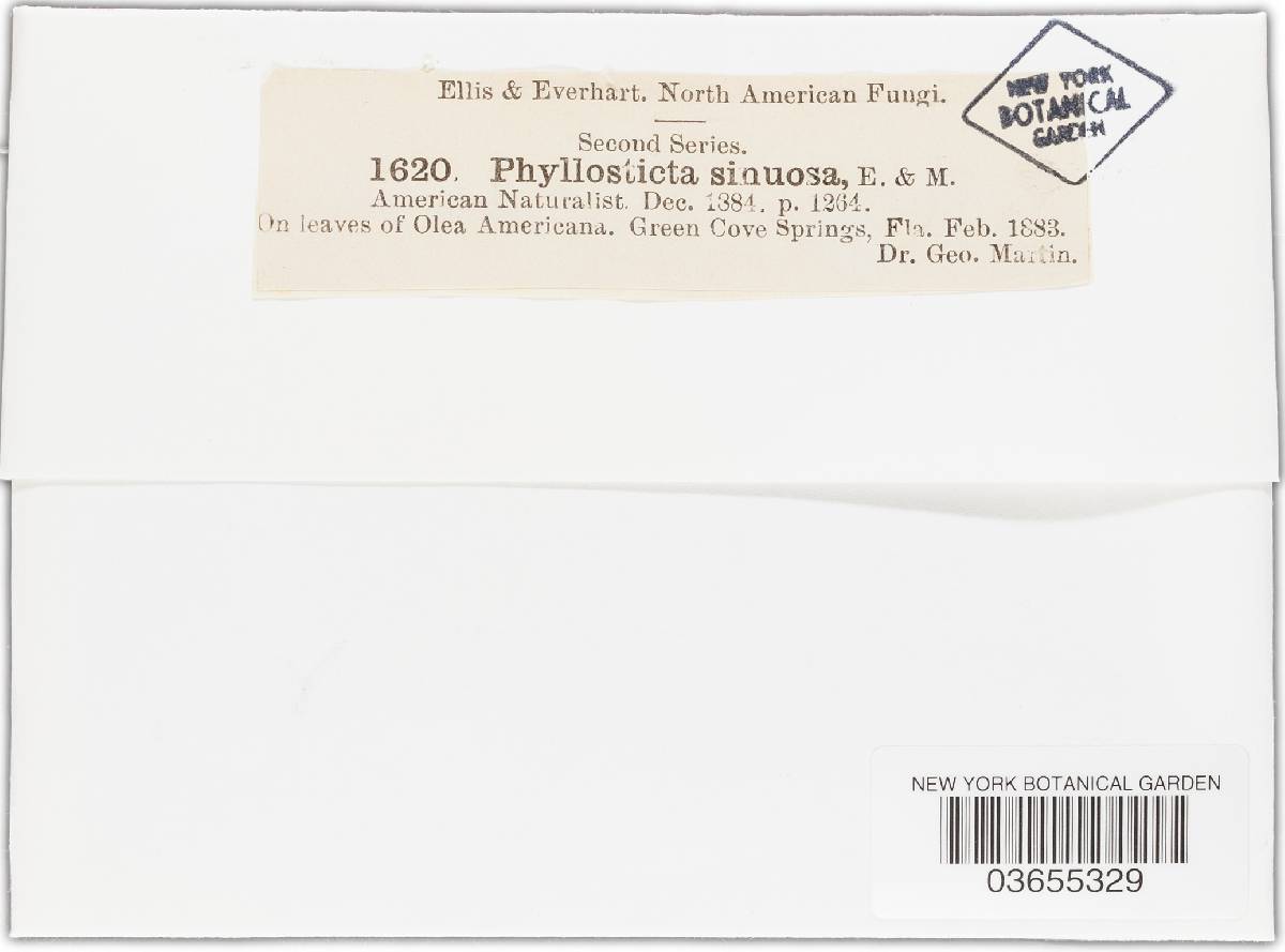 Phyllosticta sinuosa image