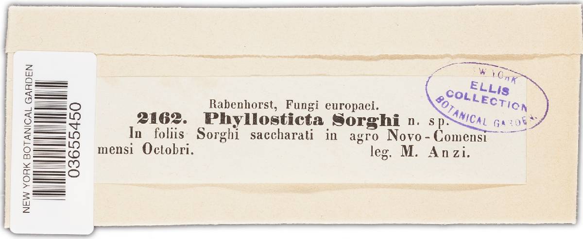 Phyllosticta sorghi image