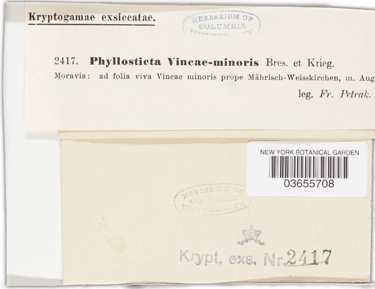 Phyllosticta vincae-minoris image