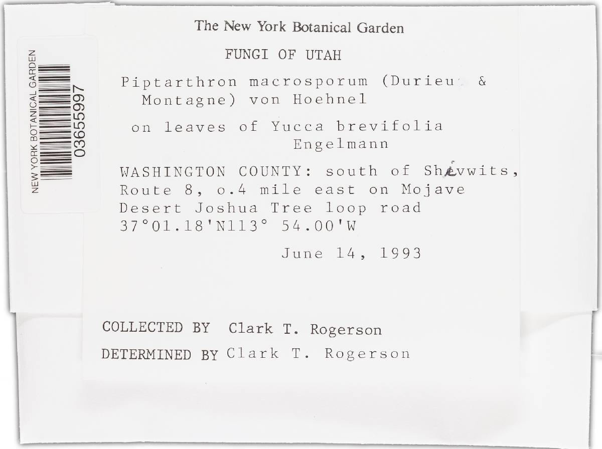 Piptarthron macrosporum image