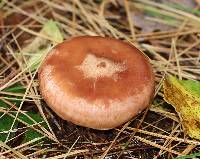 Lactarius vinaceorufescens image