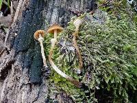 Conocybe rugosa image