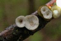 Poronidulus conchifer image