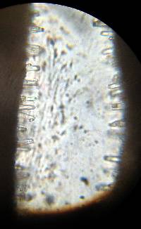 Inocybe lilacina image