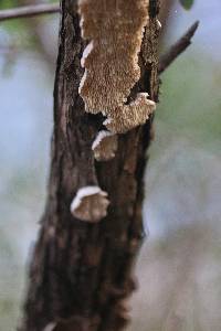 Irpex lacteus image