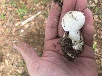 Amanita volvata image