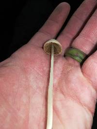 Conocybe apala image