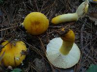 Russula flavida image