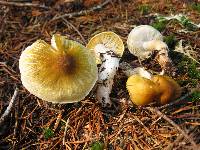 Tricholoma arvernense image