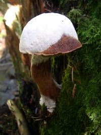 Boletellus mirabilis image