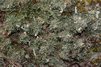 Cladonia peziziformis image