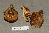 Suillus glandulosipes image