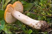 Hygrocybe pratensis image