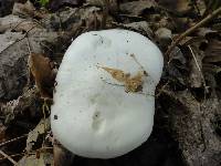 Clitocybe robusta image