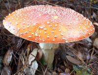 Amanita amerimuscaria image