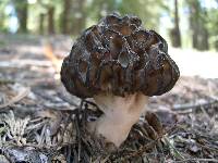 Morchella snyderi image