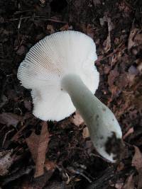 Russula parvovirescens image