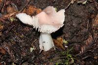 Hygrocybe calyptriformis var. calyptriformis image