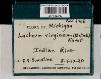 Lachnum virgineum image