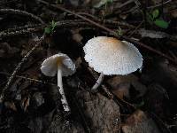 Lepiota cristata image