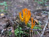 Calocera viscosa image