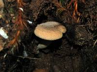 Lactarius helvus image