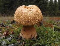 Phaeolepiota aurea image