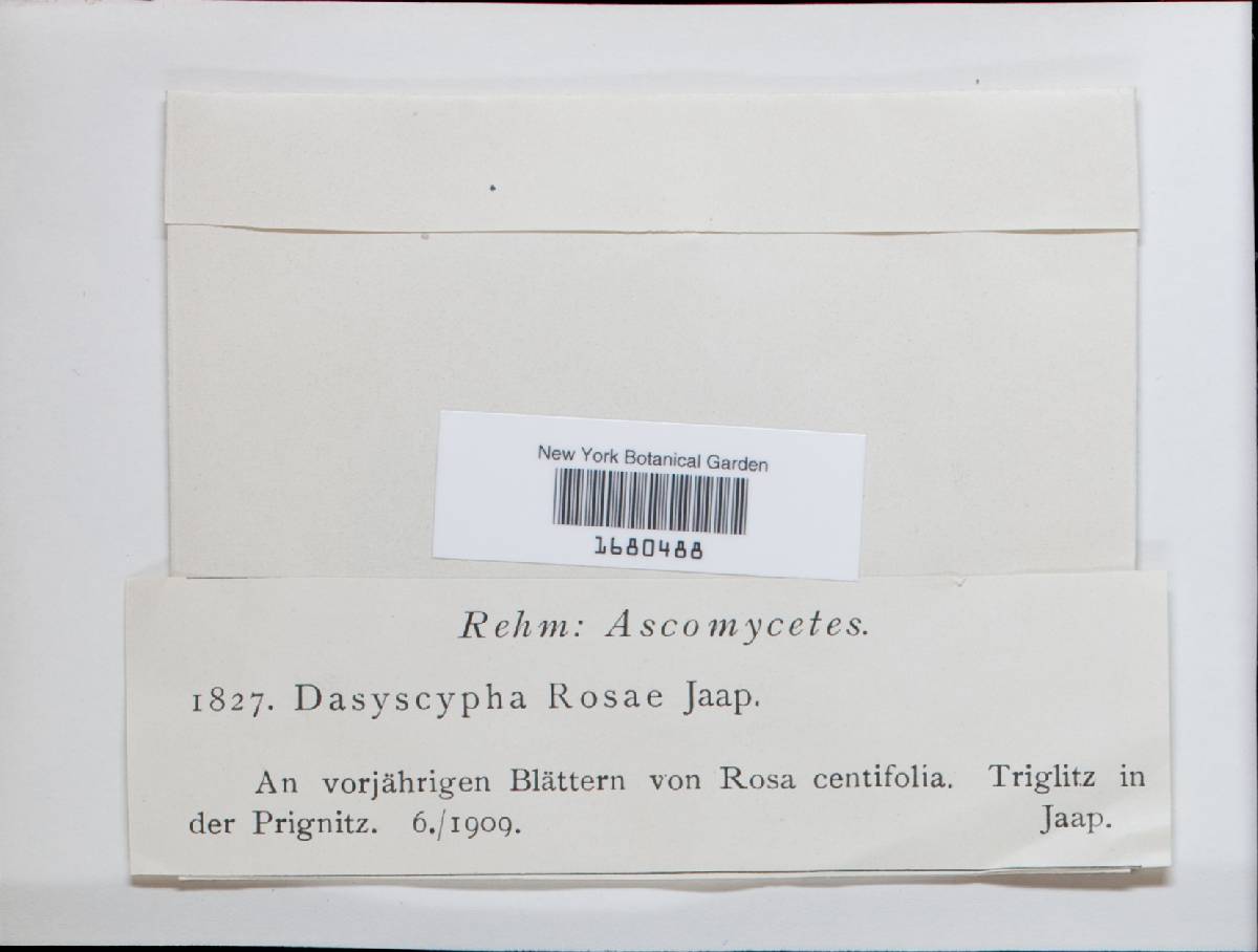 Dasyscyphus rosae image