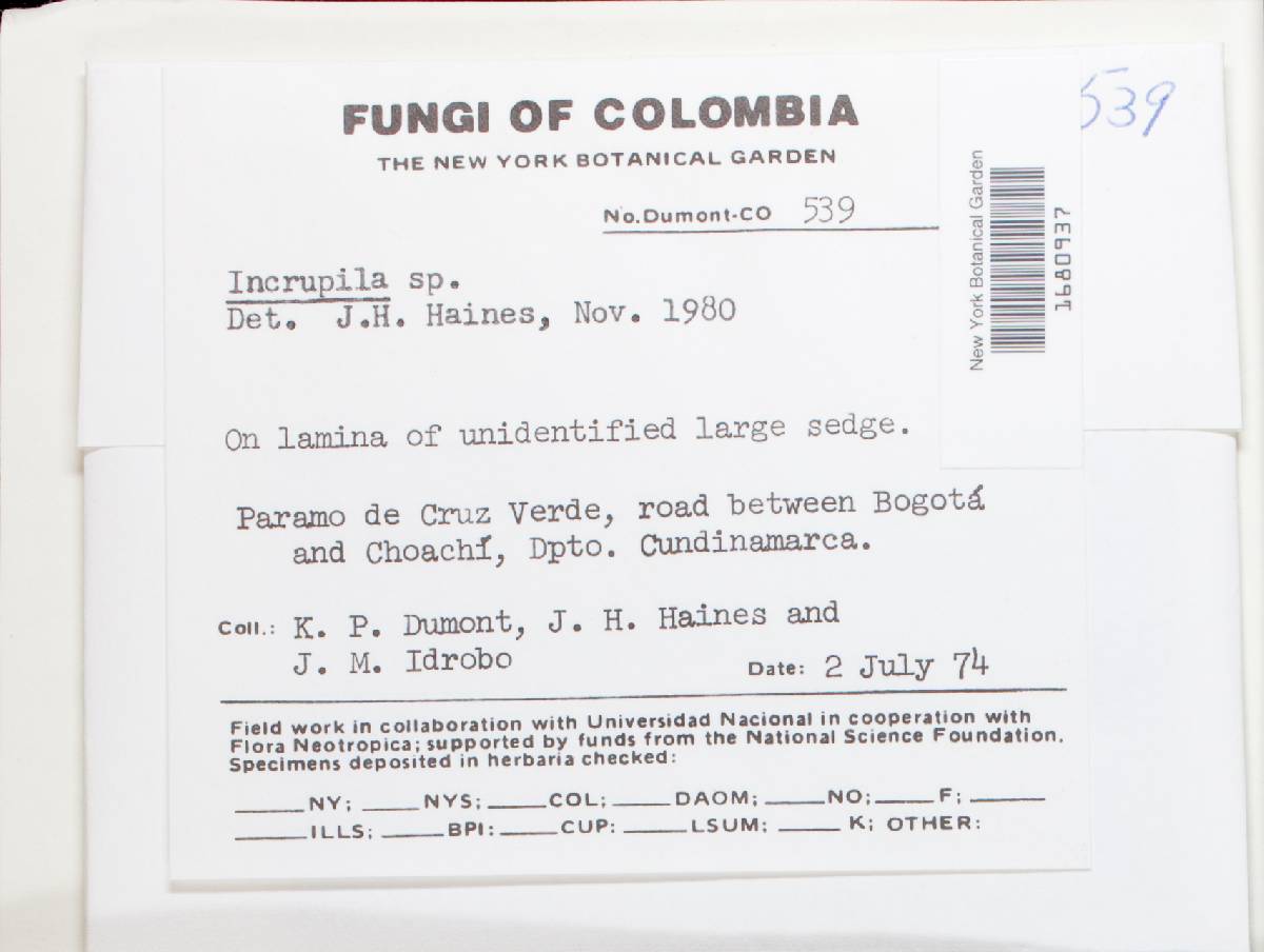 Incrupila image