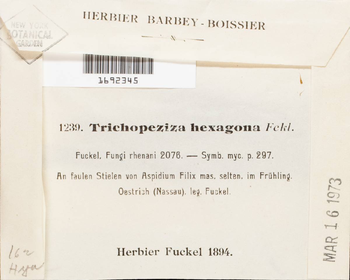Trichopeziza hexagona image