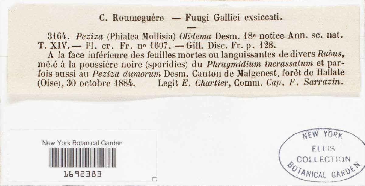 Mollisina image