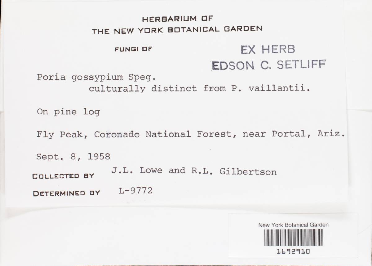Antrodia gossypium image