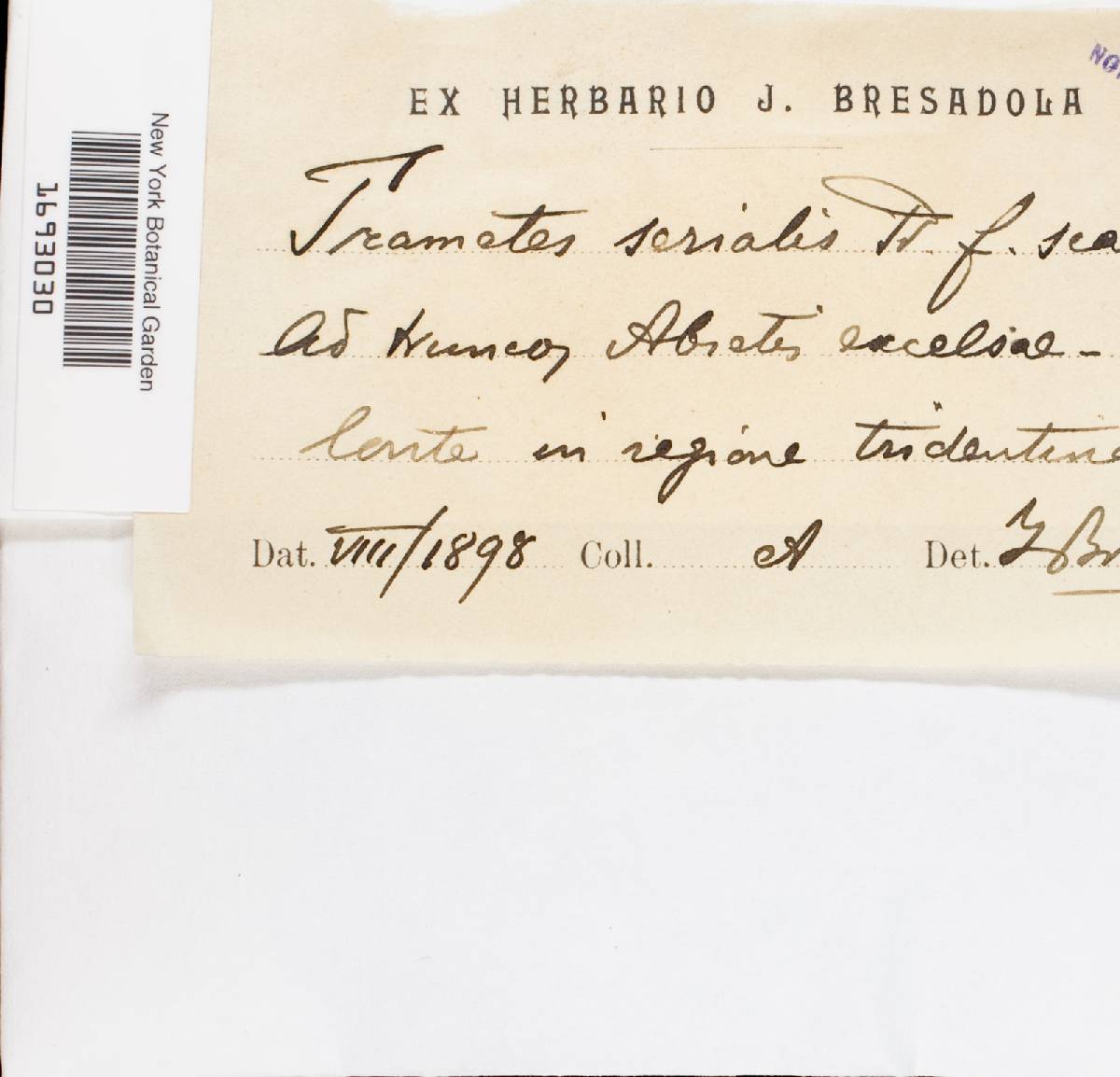 Antrodia serialis image