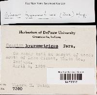 Geastrum hygrometricum image