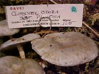 Clitocybe odora var. pacifica image