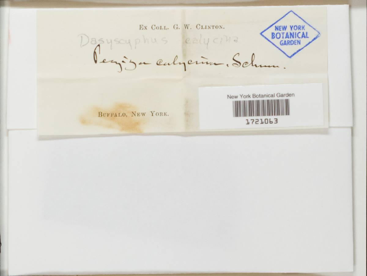 Lachnum calycioides image